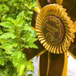 KUROWSCY un vivaio di alberi e arbusti ornamentali