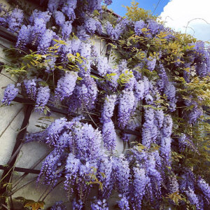 KUROWSCY un vivaio di alberi e arbusti ornamentali