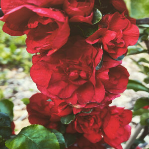 KUROWSCY un vivaio di alberi e arbusti ornamentali