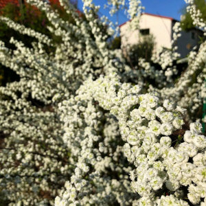 KUROWSCY un vivaio di alberi e arbusti ornamentali